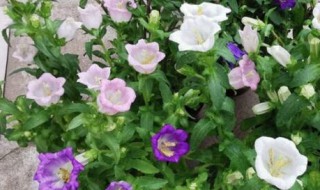 风铃花养殖方法（风铃花养殖方法和注意事项丹麦）