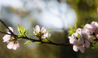 美人梅和桃花的区别 美人梅和桃花的区别图片