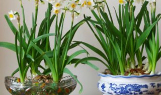 水仙花光长叶子不开花怎么回事（水仙花光长叶子不开花怎么回事视频）