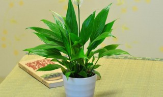 一帆风顺花叶子下垂怎么办 一帆风顺正确浇水方法