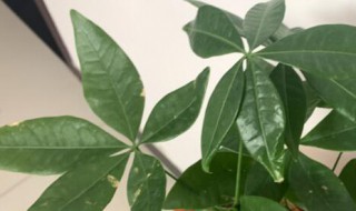 发财树软了能恢复吗 发财树软了能恢复吗