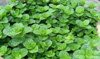 薄荷种子盆栽种植方法 薄荷种子盆栽种植方法视频