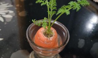 胡萝卜水培种植方法 胡萝卜水培种植方法如下