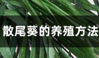 小散尾葵的养殖方法和注意事项（小散尾葵的养殖方法和注意事项有哪些）