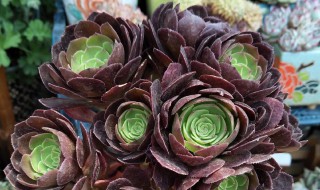 多肉植物黑法师养殖方法（多肉黑法师的养殖方法）