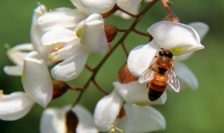 槐花的养殖方法和技巧（槐花的养殖方法和技巧视频）