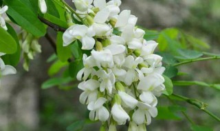 槐花养殖方法和技巧（槐花养殖方法和技巧图片）