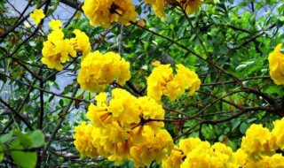 黄花风铃花花语是什么 黄花风铃的作用