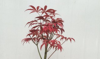 红枫盆景修剪时间和方法（红枫盆景修剪技巧）