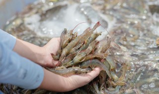 青椒炒白虾的做法步骤（青椒炒白虾的做法步骤图片）