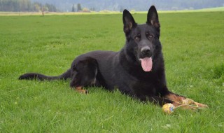 东德犬的养殖方法和注意事项 东德犬的养殖方法和注意事项有哪些