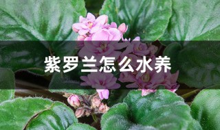 紫罗兰水养正确方法和注意事项（紫罗兰水养正确方法和注意事项图片）