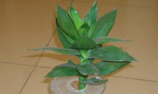 带根富贵竹观音竹怎么养（带根的富贵竹怎样快速发芽）