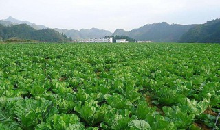 北方四月份种植什么蔬菜（北方4月份种什么菜蔬菜最合适）
