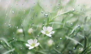 春雨古诗词有哪些? 春雨古诗词有哪些诗句