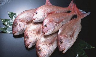 红鲷鱼怎么做好吃（红鲷鱼多少钱一斤）