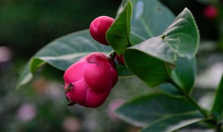 抱茎茶花养殖方法 抱茎茶花养殖方法图解