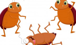 蟑螂爬过的地方会不会有卵 蟑螂爬过的地方会不会有卵虫