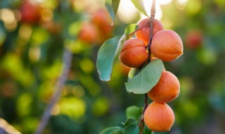 新鲜的杏怎么做好吃 新鲜的杏怎么做好吃窍门