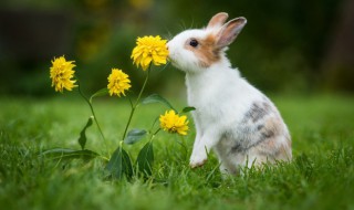 养兔子需要注意什么 养兔子需要注意什么问题