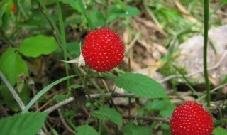 野草莓的功效与作用 农村野草莓的功效与作用