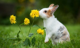 荷兰侏儒兔如何养 荷兰侏儒兔如何养殖