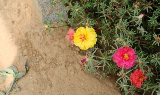 太阳花如何养殖 太阳花如何养殖视频