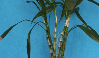 富贵竹的养殖法（富贵竹的养殖法视频教程）