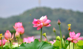 并蒂莲花语（并蒂莲花语和寓意）