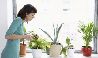 虎皮兰如何养殖最好 虎皮兰如何养殖最好的方法