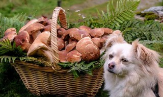 狗狗是不是不能吃香菇（狗不能吃香菇吗?）