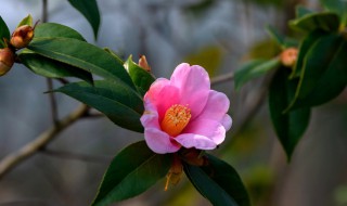 山茶花冬天养殖殖的禁忌（山茶花冬天养殖殖的禁忌是什么）
