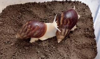 蜗牛的养法（蜗牛的正确养法）