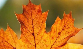 秋天的叶子怎么形容 秋天的叶子怎么形容句子