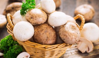 蘑菇和什么一起吃会中毒 蘑菇和什么一起吃会中毒症状