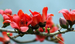 木棉花的寓意 广州市市花木棉花的寓意