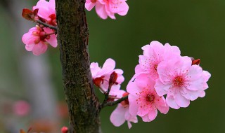 桃花是什么意思 桃花是什么意思 命相