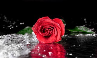 红玫瑰寓意 黑纱配红玫瑰寓意