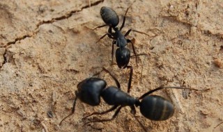 蚂蚁是如何通讯的 蚂蚁靠什么通讯?