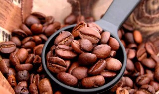 阿拉比卡咖啡豆介绍（精选阿拉比卡咖啡豆）