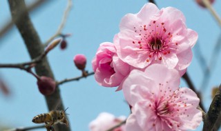 春暖花开的说说心情（面朝大海春暖花开的说说心情）