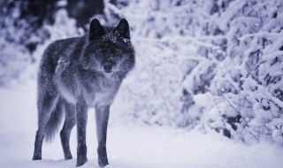 关于狼的小说有哪些 有关狼的小说书名