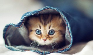 可爱的小猫有哪些品种 可爱的小猫有哪些品种呢