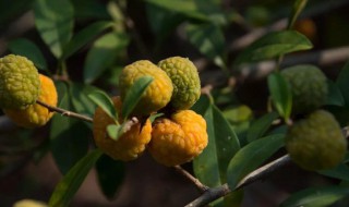 构棘果能吃吗?（构棘果子）