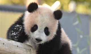 日本出生大熊猫香香回国再延期（大熊猫香香在日本有多受欢迎）