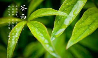 谷雨清明吃什么 谷雨节吃什么