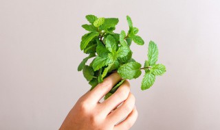 薄荷种子几天发芽 薄荷种子的种植方法和时间