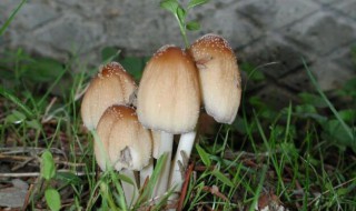 如何制作东北青蘑菇（东北小青蘑怎么做好吃）