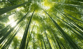竹子开花象征着什么意义 竹子开花象征着什么意义和寓意