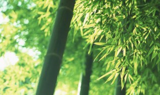 竹子结果意味着什么（竹子开花的风水预兆）